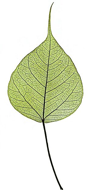 Denkschriften der Kaiserlichen Akademie der Wissenschaften - Mathematisch-Naturwissenschaftliche Classe (1858) (20664107918), Ficus religiosa