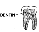 Dentin (PSF)