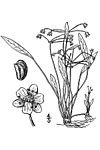 Echinodorus tenellus BB-1913