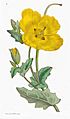 English-Botany James-Sowerby Plate-8 CHELIDONIUM glaucium Yellow---Horned-Poppy