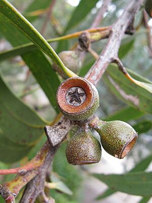 Eucalyptus langleyi 1