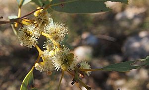 Eucalyptus leucophloia flowers