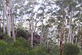 Eucalyptus oreades2 narrowneck Katoomba