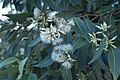 Eucalyptus robusta flowers gosford