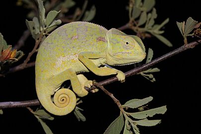 Flap-necked chameleon chamaeleo dilepis