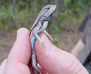 Florida Scrub Lizard, Enchanted Forest, 3-14-05 (4750231533)