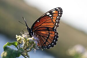 Florida Viceroy Limenitis archippus in Loxahatchee