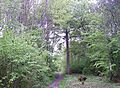 Footpath in Combs Wood