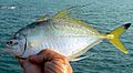 Fringefinned trevally