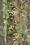 Fruiting kohekohe trunk - portrait