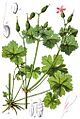 Geranium lucidum Sturm6