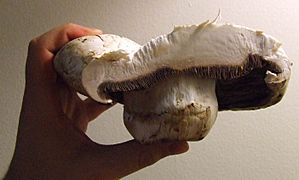 Giant mushroom cross-section