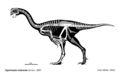 Gigantoraptor erlianensis skeletal