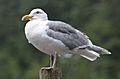 Glaucous-winged Gull (14580415262)