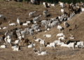 Goats on Hillside (5716780374)