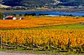 Granton Vineyard, Tasmania in autumn