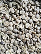 Green arabica coffee beans