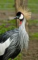 Grey Crowned Crane at Zoo Copenhagen