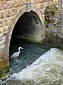 Grey Heron on the Thames — Osney