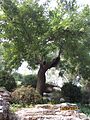 Guiltyscholartree