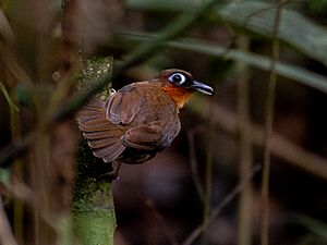 Gymnopithys rufigula Rufous-throated Antbird; Serra do Navio, Amapá, Brazil (cropped).jpg