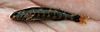 Harlequin darter (Etheostoma histrio).jpg