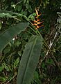 Heliconia latispatha 2