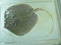 Himantura signifer