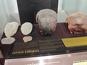 Homo Sapiens Idaltu -fossils of skull of man and child