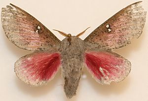 Honey Locust Moth, Megan McCarty130.jpg