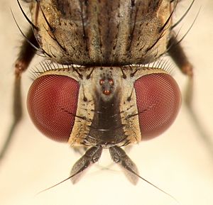 House Fly Eye Closeup (cropped)