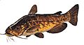 Ictalurus nebulosus GLERL 1