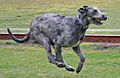 Irish Wolfhound Attila