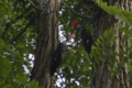 Juvenile Pileated Woodpeckers, both female