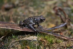 Kinabalu Dwarf Toad (Pelophryne misera) (7113327011).jpg