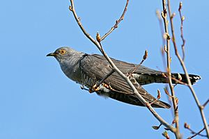List of birds of Ireland Facts for Kids