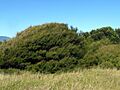 Kunza amathicola habit