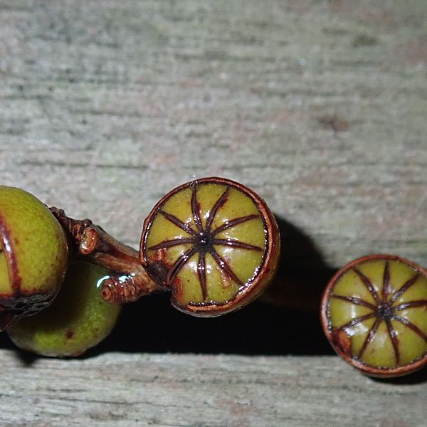 Leptospermumlaevigatumfruits38122870352 1f6deebb1e o