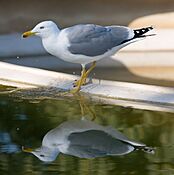 Lesser Black-backed Gull - Barcelona, Spain - Jan 2007
