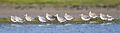 Limosa lapponica flock - Orielton Lagoon