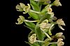 Little Club Spur Orchid (Platanthera clavellata)
