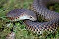 LowlandcopperheadMullawallah