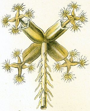 Lunularia cruciata archegonial head with sporophytes from Haeckel Hepaticae