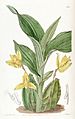 Lycaste aromatica (as Maxillaria aromatica) - Edwards vol 22 pl 1871 (1836)
