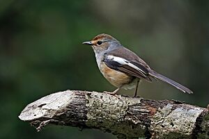 Madagascar magpie-robin (Copsychus albospecularis pica) female.jpg
