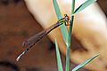 Malagasy sprite (Pseudagrion malgassicum) male