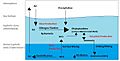 Marine Nitrogen Cycle