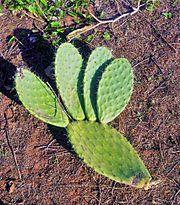 Md.Boualam Cactus atlas.maghreb