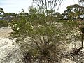 Melaleuca quadrifaria (habit)