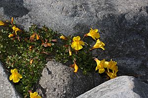 Mimulus tilingii 8447